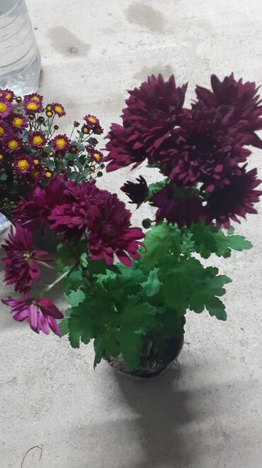 Хризантемы: Хризантема садовая, мультифлора (срезочные и посадочные материалы) - — 9