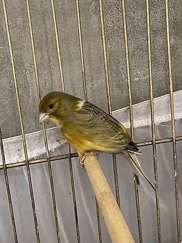 Bülbüllər: Erkek Bulbuldu Yeri sortu Çox deyet oxumag var hazır erkekdi cutde — 1