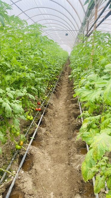 Другой готовый бизнес: Готовый бизнес. Теплица — 10