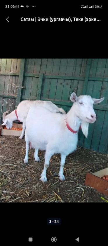 Козы, козлы: Продаю | Коза (самка) | Для разведения — 2