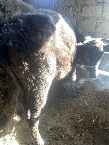 Коровы, быки: Продаю | Музоо, торпок | Полукровка | На откорм | Привязанные — 8