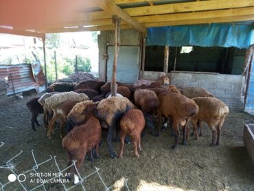 продажа овец: Продаю баранов 20 шт (оптом) 
тел: 
цена договорная