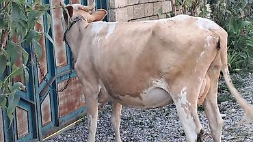 Inəklər, öküzlər: Dişi, Simental, il: 3, 450 kq — 3