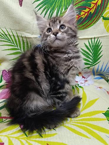 витамины для роста овец: Гиганты Кошачьего мира❤️ Мейн-Куны❤️❤️❤️Монопольный Мини питомник — 6