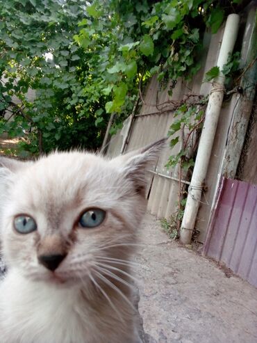 котята в канте: Порода- Невская маскарадная. Этот котёнок может стать прекрасным