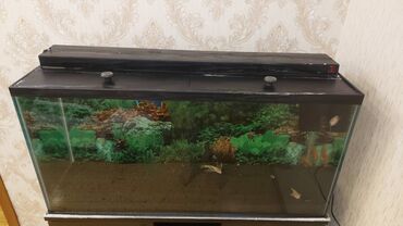 Akvariumlar: Dördbucaq akvarium, Boş, 175 l, Ünvandan götürmə — 6