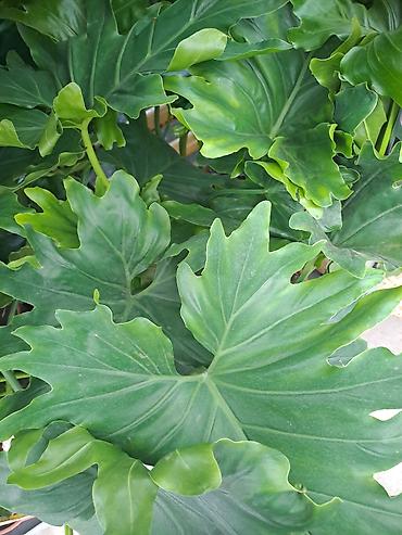 Ostale kućne biljke: Filadendron, velika biljka sa prve slike je 1000, Chlorophytum sa — 20