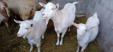 Козы, козлы: Продаю | Коза (самка) | Для разведения — 7