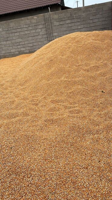 зерно ячмень: Кукуруза зерновая навалом. - Зерно жёлто-оранжевого цвета