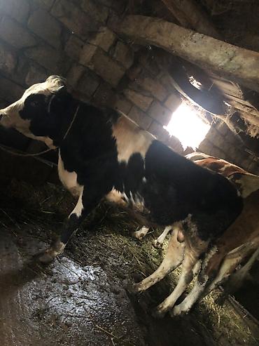 bakida cins ineklerin satisi: Ala cins erkey cönge satılır ciddi şexsler elaqe saclasın — 2