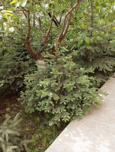 Digər bitkilər: Hərkəsə salam😀 Quba ərazisində krimlovski şam ağaclarının topdan və — 6