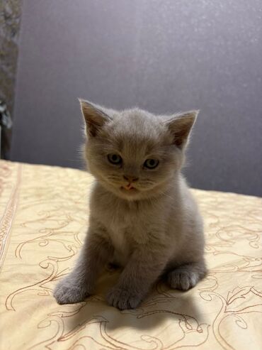 русская голубая кошка цена: Britan