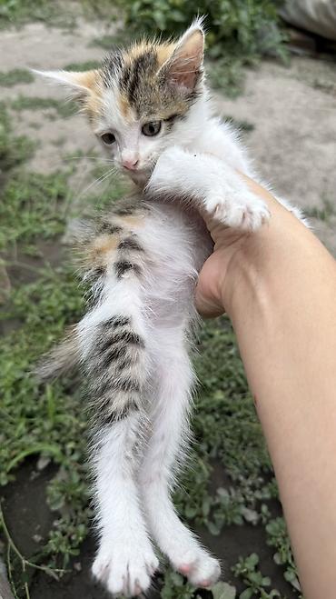 Отдам даром кошку: Котята: мальчик и девочка К латку приучены, игривые кушают очень — 28