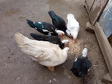 Ördəklər: Dişi, | Lal ördək, Ətlik — 10