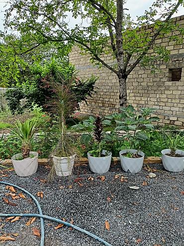 dəniz məhsulları satışı: .Beton ve plastik dibçəklərdə bitkilər. Qiymət növünə görə 15-25 azn — 1