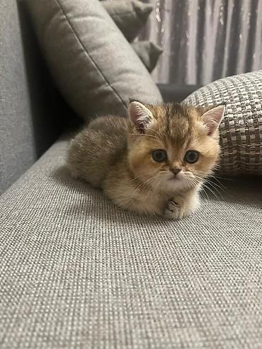 Продажа кошек: Британский короткошёрстный котёнок, окрас золотой шиншилла (golden — 3