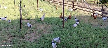 heleb kecileri satilir: 3 ayliq kend çolpasi 1 ededi 10 manat — 5