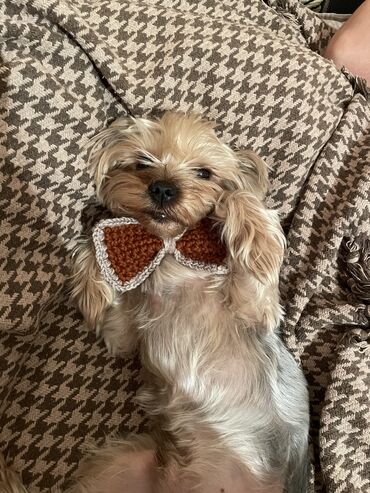 щпиц собака: Ит кууту: Йоркшир терьер, Эркек, 4 жаш, Эмделген, Ит тегин тастыктоочу документ