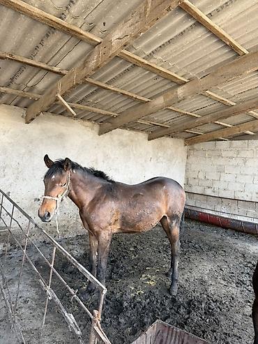 Лошади, кони: Продаю | Жеребец | Рабочий at lalafo.kg — 10 Лошади, кони: Продаю | Жеребец | Рабочий — 10