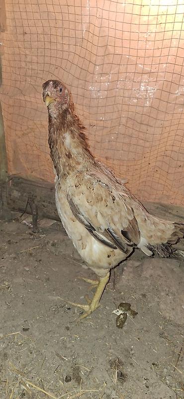 Toyuqlar: Toyuq, Damazlıq — 9