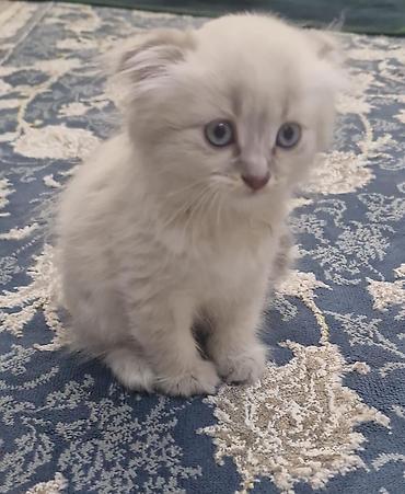 Pişiklər: Şotland — 9