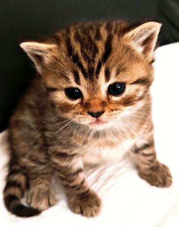 Pişiklər: Ata British fold(yasti qulaq);ana:shinsilla shorthair tabby(dik — 2
