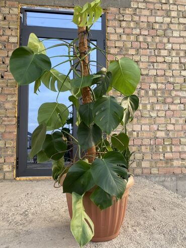 долгоиграющая клубника: Монстера делициоза (Monstera deliciosa) в большом горшке с опорой из