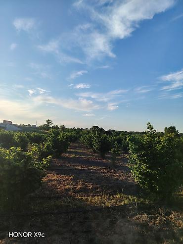 Torpaq sahələrinin satışı: Kənd təsərrüfatı -da lalafo.az — 12 Torpaq sahələrinin satışı: Kənd təsərrüfatı — 12