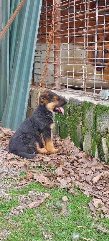 İtlər: Alman çoban iti, 2 ay, Erkek, Peyvəndli, Ödənişli çatdırılma