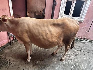 inək adları: Etlık ınek 3 ildi dogmur - Növ: Yerli mal-qara, dişi inək - Rəng — 4