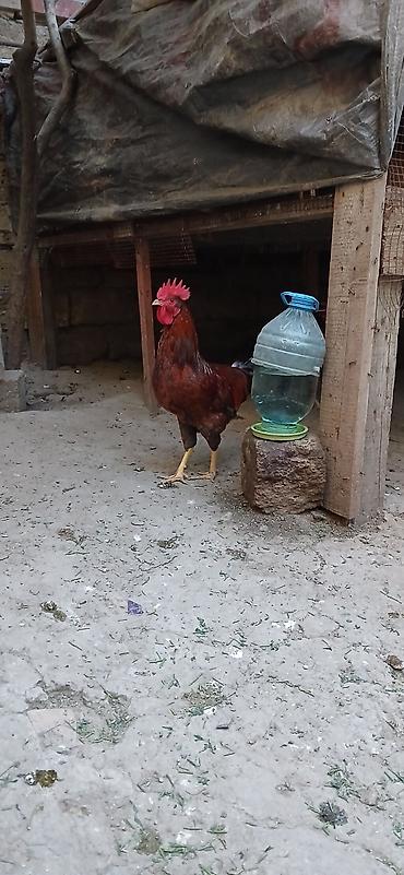 barter xoruz: Məhsul: Xoruzlar (ev quşu) Təsvir: - Şəkillərdə fərqli rəng — 3