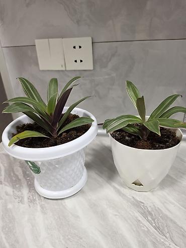 mf 10: Bir 10 manat İki ədəd dekorativ otaq bitkisi – Tradescantia spathacea — 1