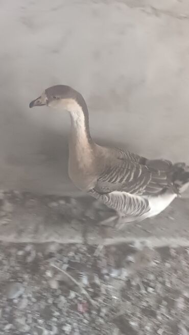 Qazlar: Çin qazı (Swan/Çin boyunlu) – təsərrüfat üçün iri cüssəli, uzun