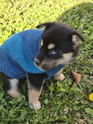 Psi: POKLANJAM štence mesanci haskija i ptičara,očišćeni od — 15