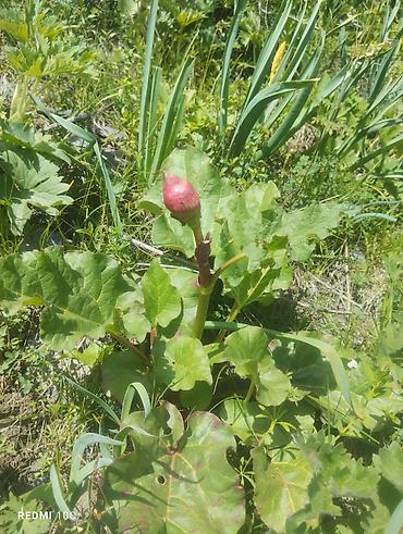 овощной: Ревень садовый (Rheum rhabarbarum) — многолетнее травянистое растение — 1