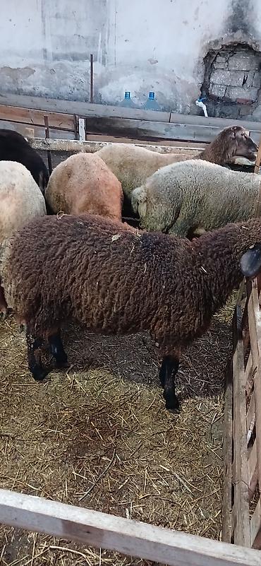 taxta qurdu: Qoyun – ət və yun istiqamətli - Rəng: tünd qəhvəyi (qara ayaqlar və — 1