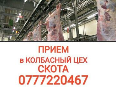 Животные - Беловодское: Приём скота в колбасный цех
