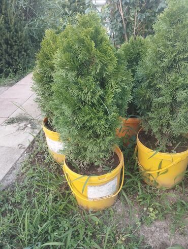 Çöl bitkiləri: Gümüşü-boz rəngli yarpaqları olan bu evkalipt bitkiləri bağlarda və ya -da lalafo.az — 9 Çöl bitkiləri: Gümüşü-boz rəngli yarpaqları olan bu evkalipt bitkiləri bağlarda və ya — 9