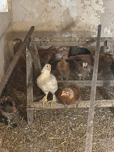 Cücələr: Toyuq cücələri, Ətlik — 1