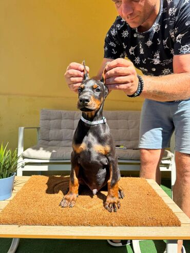 Psi: Doberman stenad. Ostenjeni su 28.06.2025. Spremni su za preuzimanje — 9