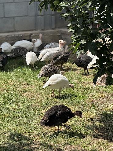 Срочно Продаются оптом домашние гуси и индюки 🦃🪿 Продаются здоровые