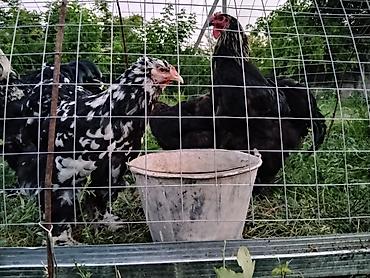 кошка регдолл: Продаю | Куры | Брама | Для разведения — 8