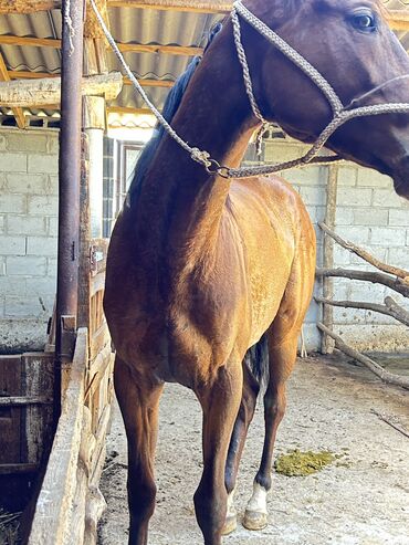 чистокровная арабская лошадь: Продаю | Кобыла (самка) | Английская | Конный спорт
