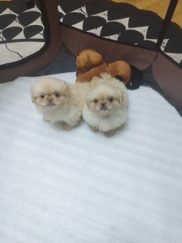 İtlər: Pekines, 2 ay, Erkek, Ünvandan götürmə, Ödənişli çatdırılma