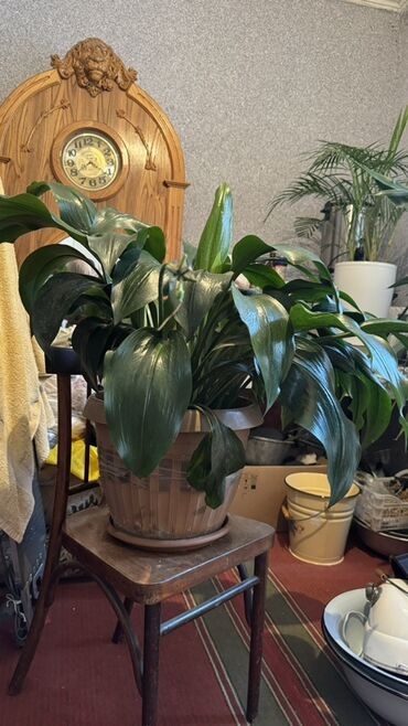 растения домашние: Аспидистра (Aspidistra elatior), крупный взрослый экземпляр в горшке