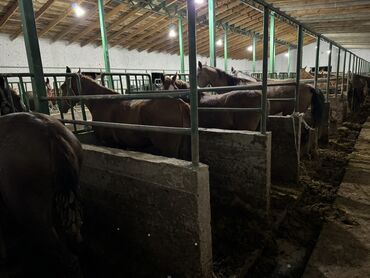 Лошади, кони: Продаю | Жеребенок, Кобыла (самка), Конь (самец) — 4