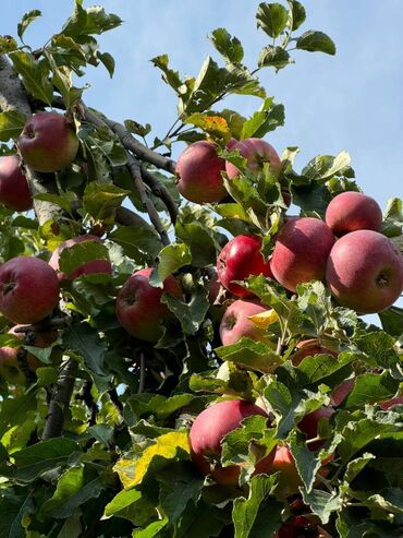 Продажа домов: Дом, 50 м², 2 комнаты, Собственник, Евроремонт — 12