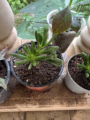 Otaq bitkiləri: Her cure guler var veregliyin baxin ancag xanimlara satiş olur Gencedi — 19