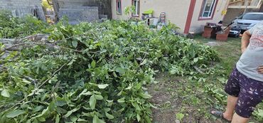 уголь каракече бешсары шабыркуль каражыра доставка бишкек купить: Дрова Самовывоз