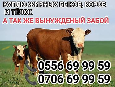 живой корм: Продаю | Бык (самец) — 1